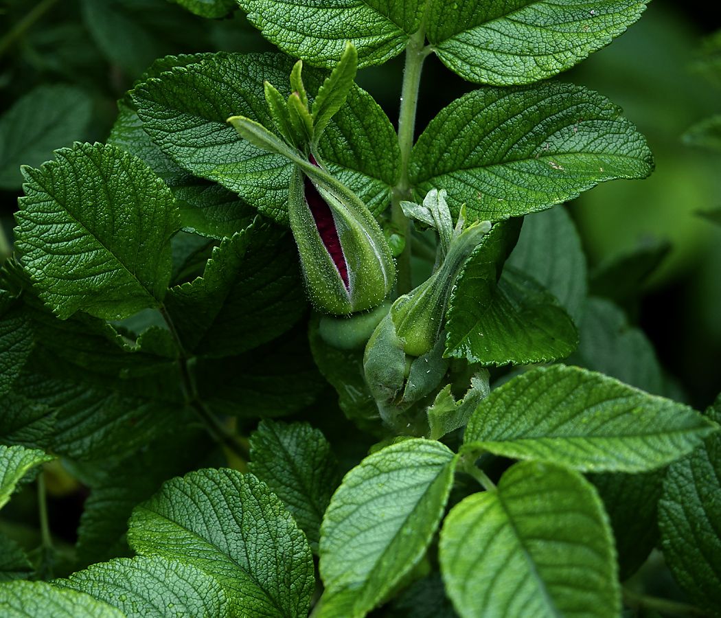 Image of Rosa rugosa specimen.