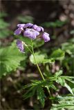 Cardamine quinquefolia. Верхушка цветущего растения. Грузия, г. Боржоми, Центральный парк Боржоми, широколиственный лес с примесью Picea. 01.05.2017.