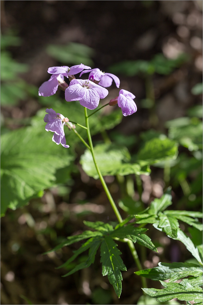 Image of Cardamine quinquefolia specimen.