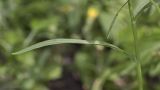 Crepis tectorum. Часть побега в верхней части растения. Саратов, Октябрьское ущелье, широколиственный смешанный лес, на обочине. 08.07.2017.