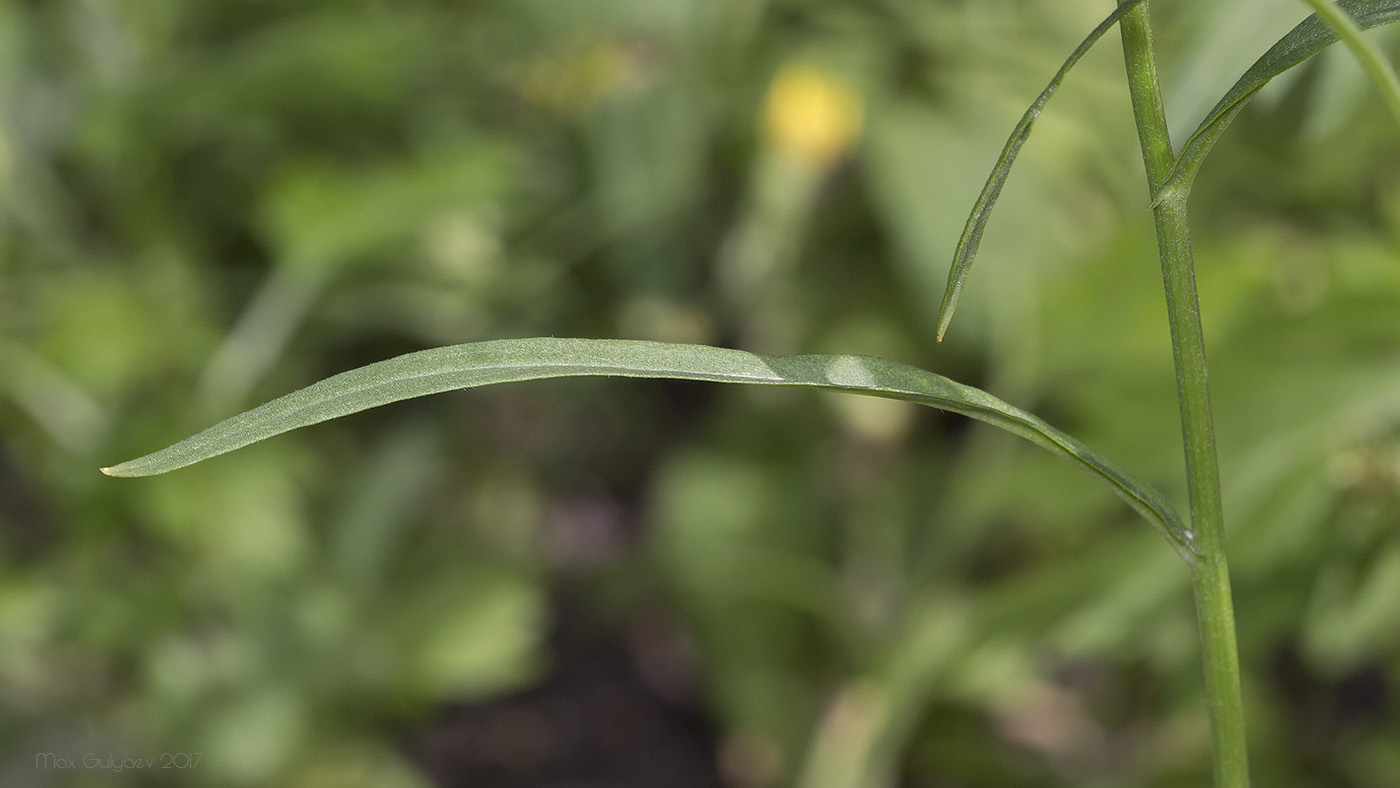 Изображение особи Crepis tectorum.