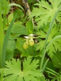 Cypripedium yatabeanum