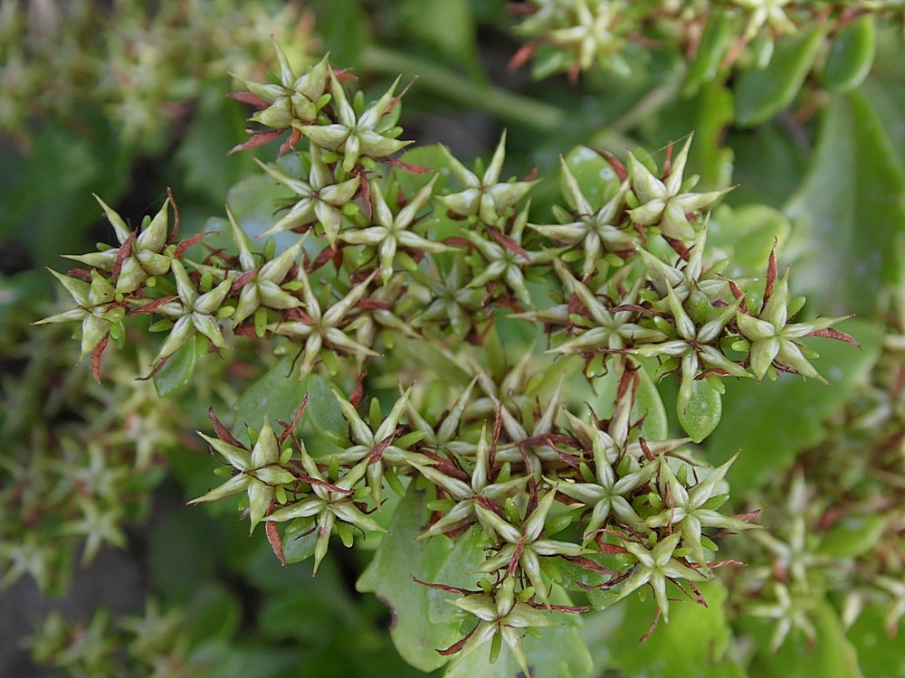 Image of Aizopsis hybrida specimen.