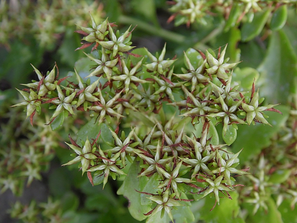 Изображение особи Aizopsis hybrida.