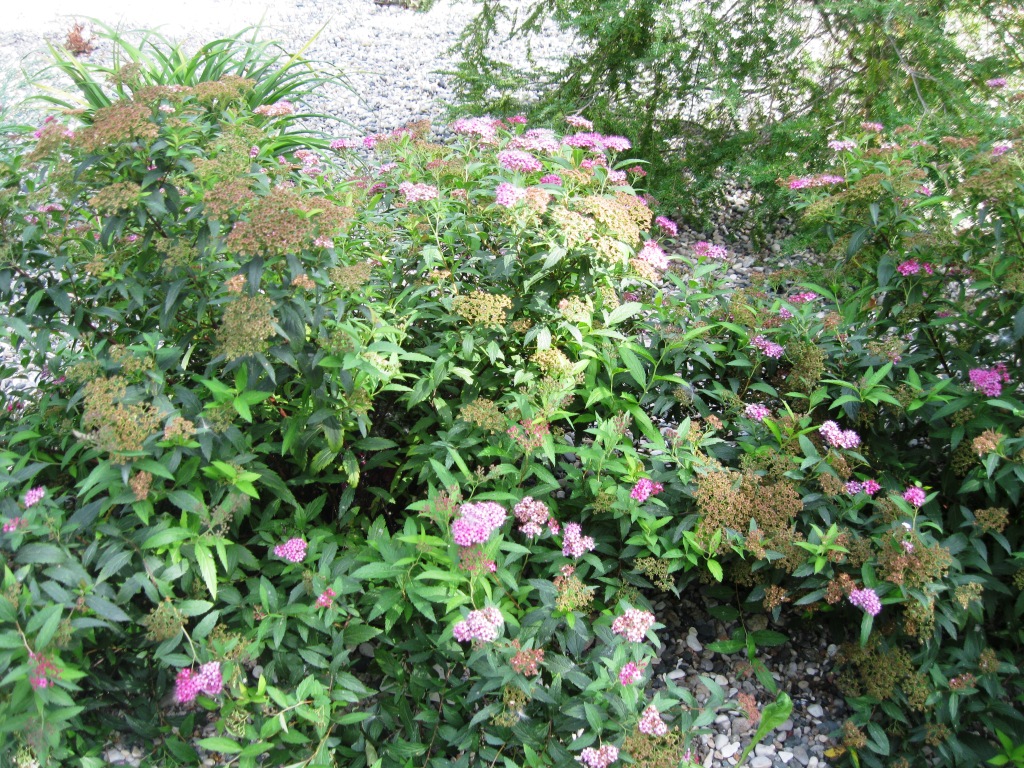 Изображение особи Spiraea japonica.