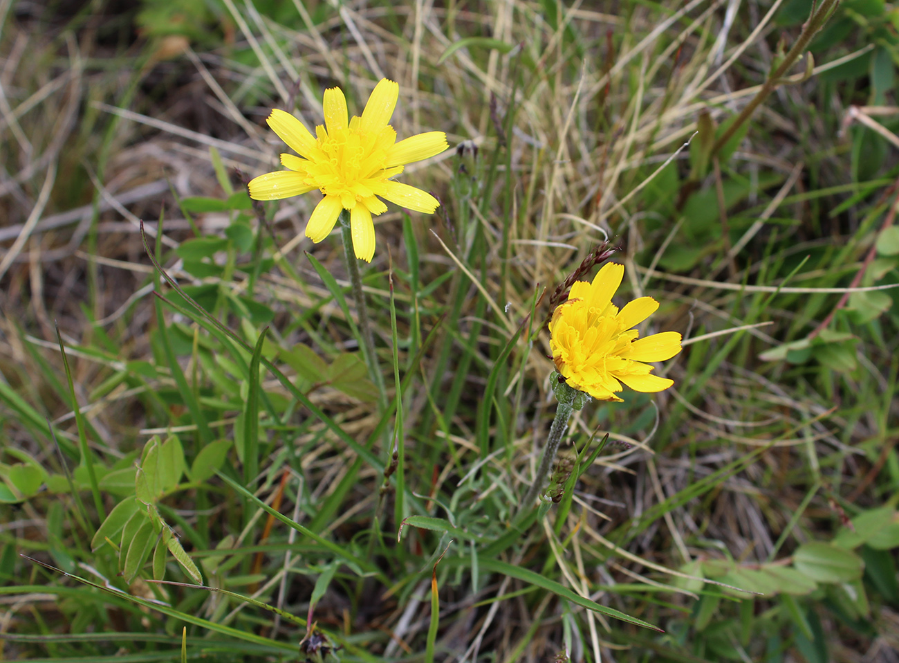 Image of Scorzonera meyeri specimen.