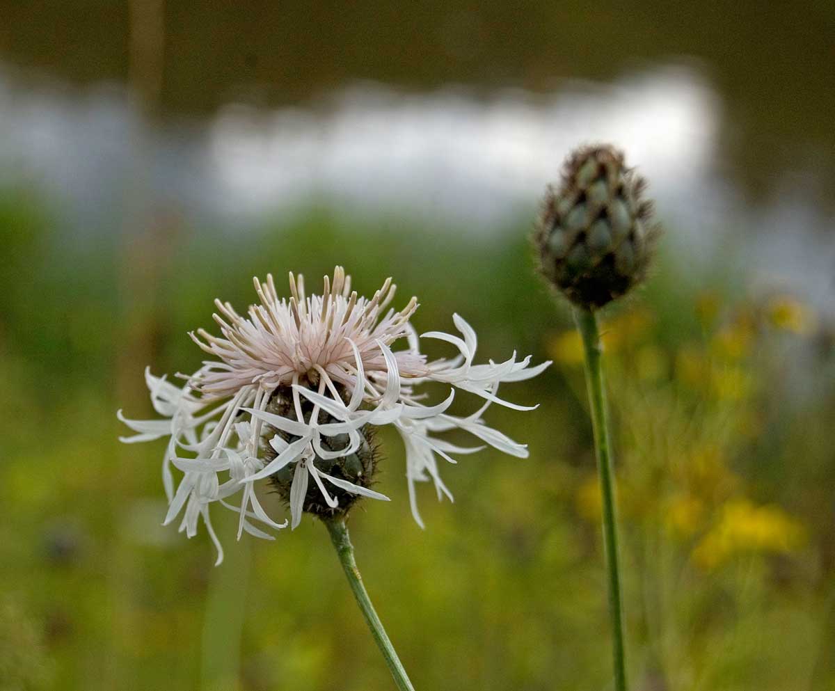 Image of Centaurea scabiosa specimen.