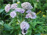 Astrantia major. Соцветие с кормящимися жуками-усачами. Украина, Ивано-Франковская обл., Болеховский горсовет, Козакивский сельсовет, окр. с. Козакивка, склон горы Тусул, на лугу. 29.07.2017.