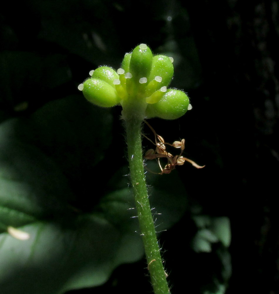 Изображение особи Anemone baicalensis ssp. kebeshensis.