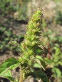 Amaranthus retroflexus