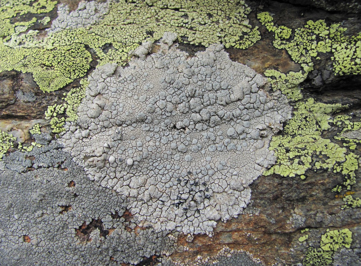 Изображение особи Lecanora rupicola.