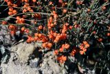Ephedra intermedia