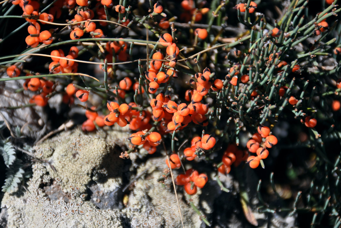 Image of Ephedra intermedia specimen.