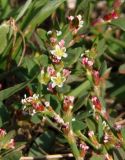 род Polygonum. Веточка цветущего растения. Украина, г. Запорожье, пос. Солнечный, балка, берег озерка. 06.10.2017.