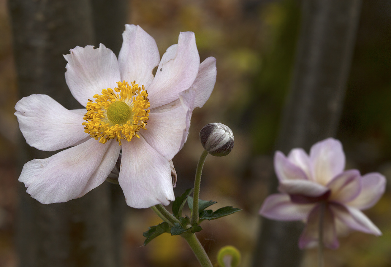 Изображение особи Anemone scabiosa.