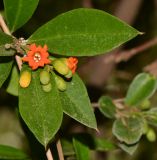 Bonellia macrocarpa