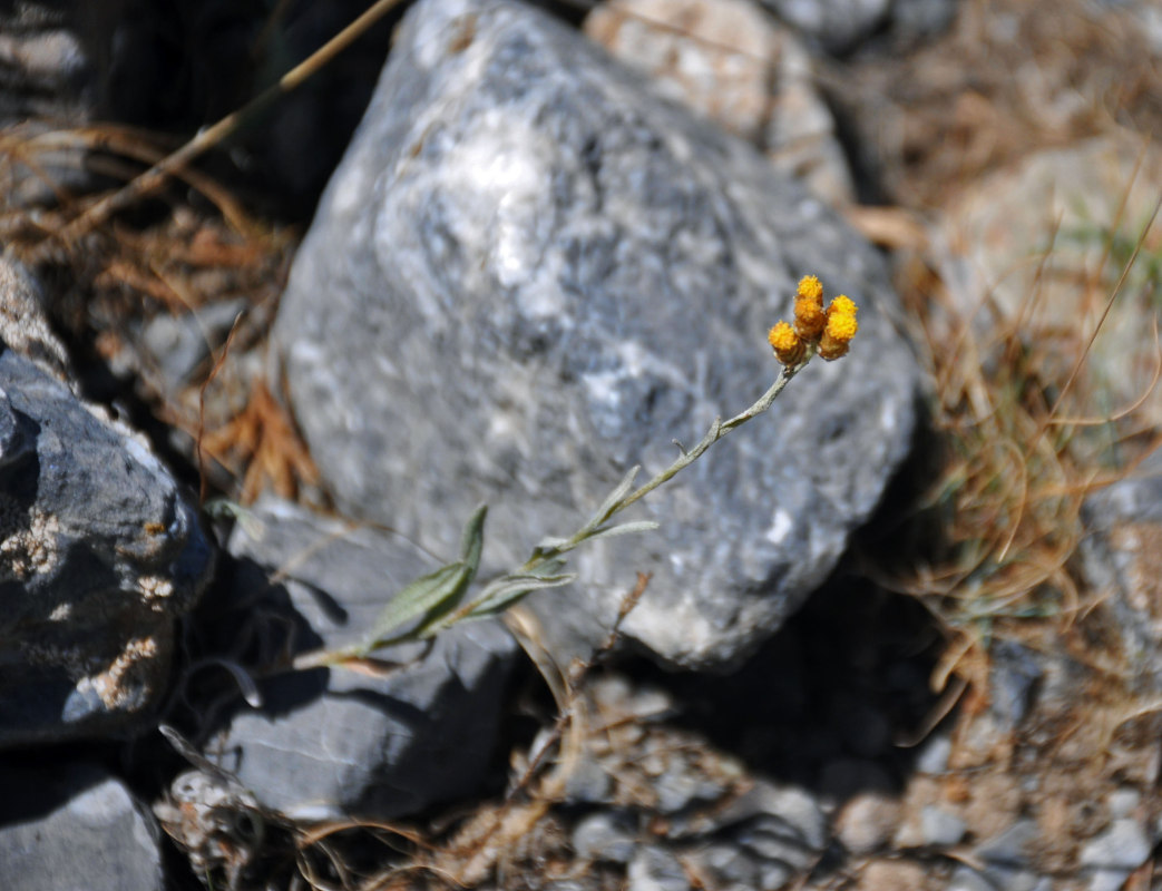 Image of Helichrysum mussae specimen.