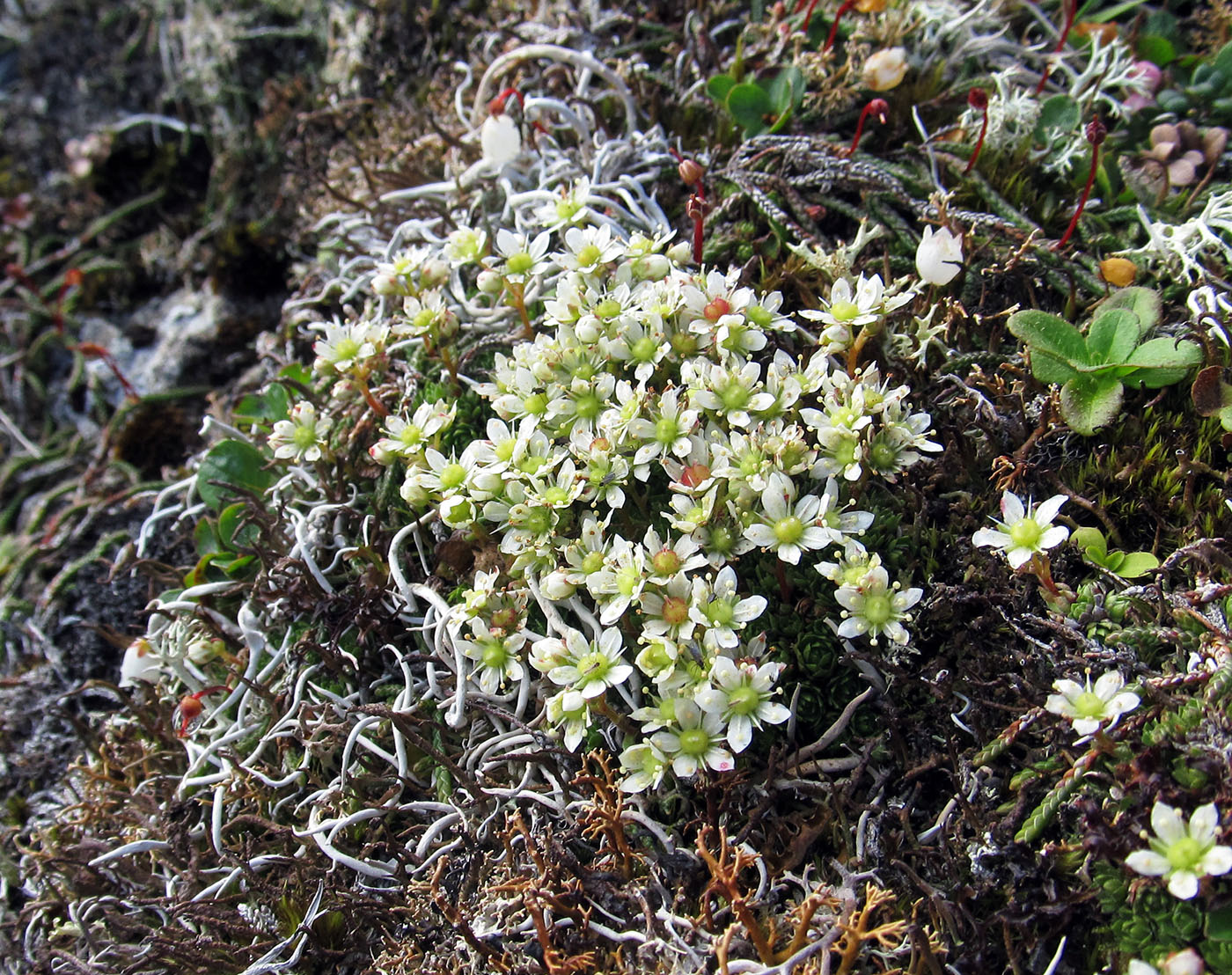 Изображение особи Saxifraga cherlerioides.