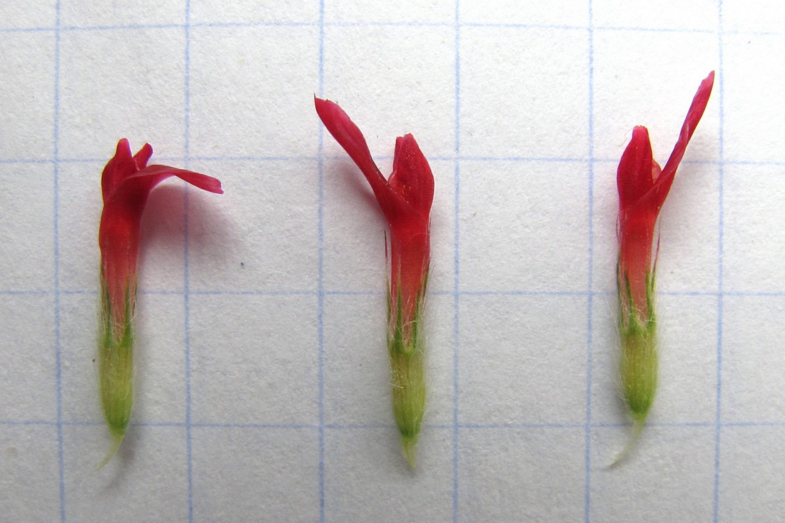 Изображение особи Trifolium incarnatum.