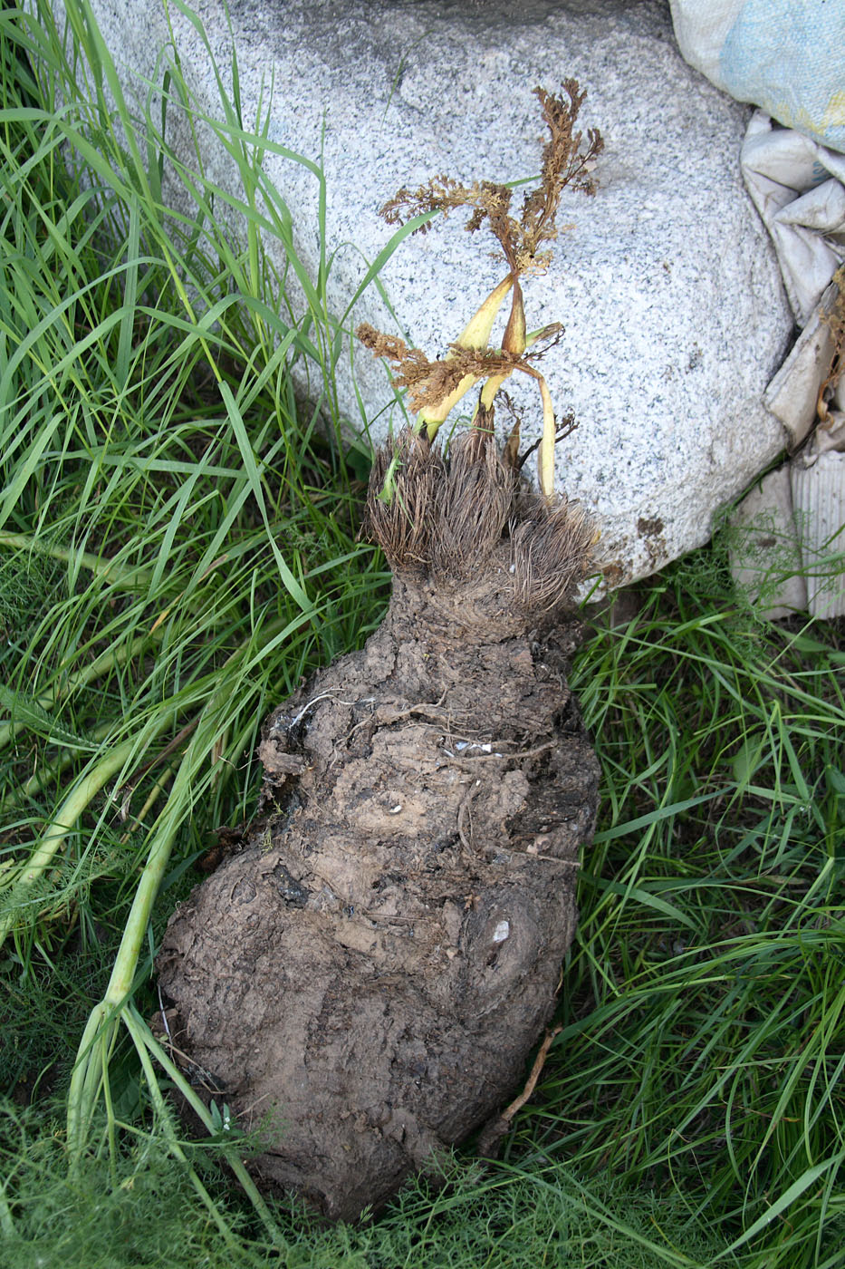 Image of Ferula prangifolia specimen.