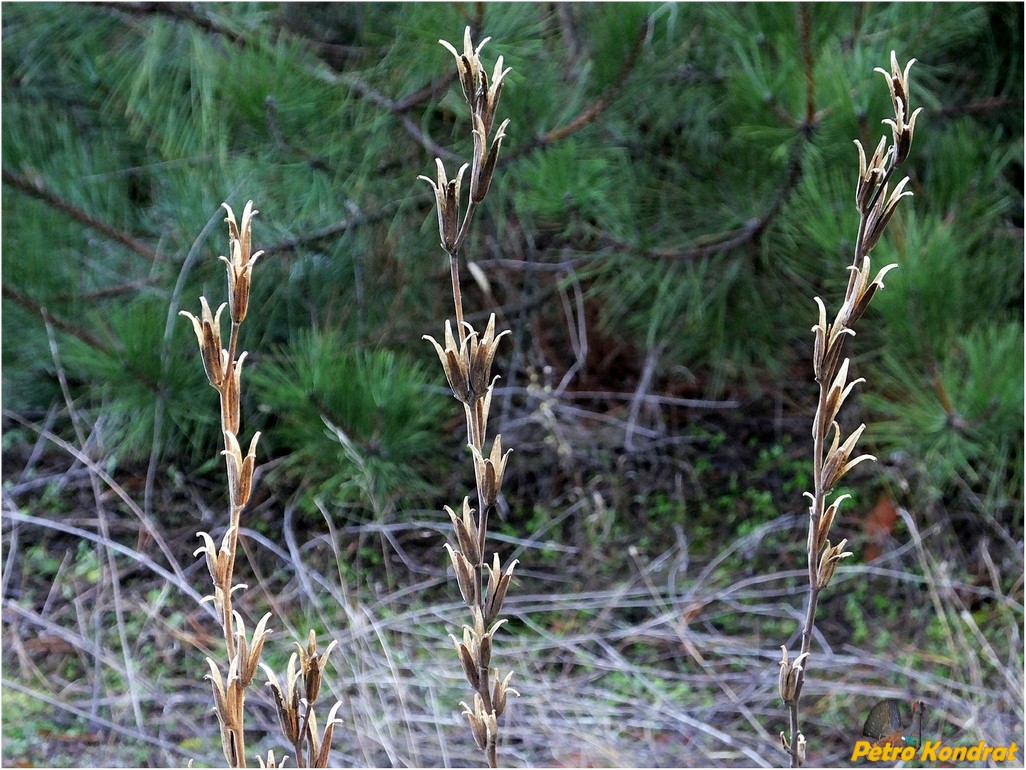 Изображение особи род Oenothera.