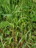 Phleum pratense. Нижняя часть цветущего растения. Восточный Казахстан, г. Усть-Каменогорск, берег р. Ульба, луг. 13.07.2017.