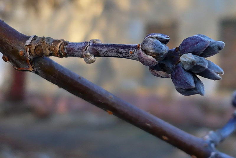 Image of Acer negundo specimen.