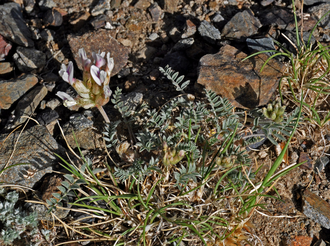 Изображение особи Astragalus dilutus.