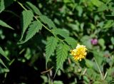 Kerria japonica var. pleniflora