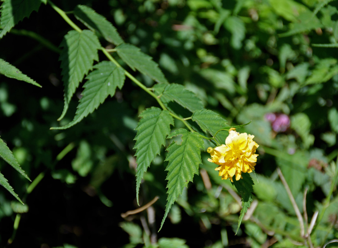 Изображение особи Kerria japonica var. pleniflora.