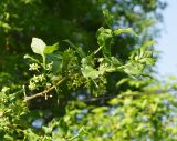 Euonymus europaeus