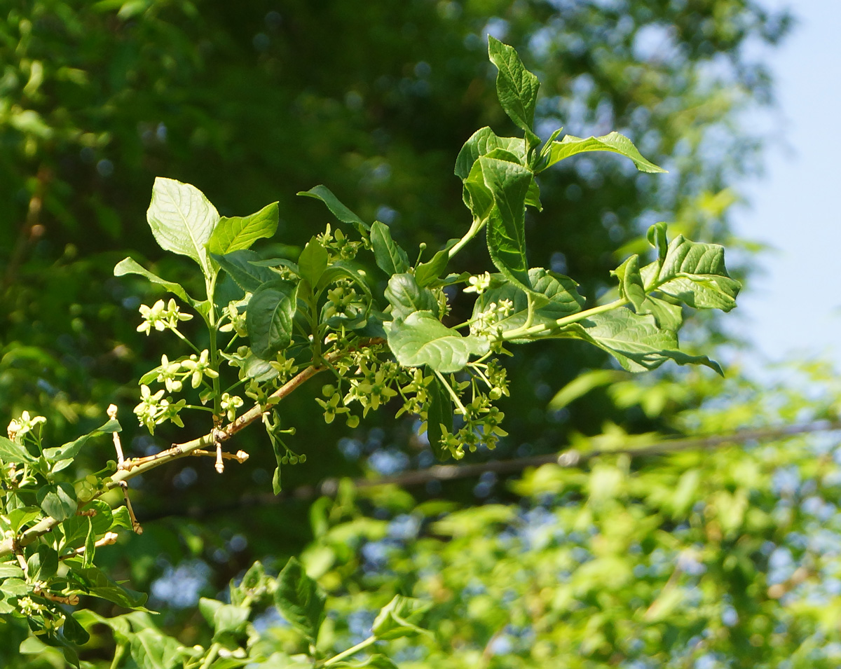 Изображение особи Euonymus europaeus.