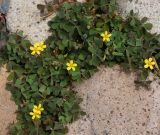 Oxalis corniculata