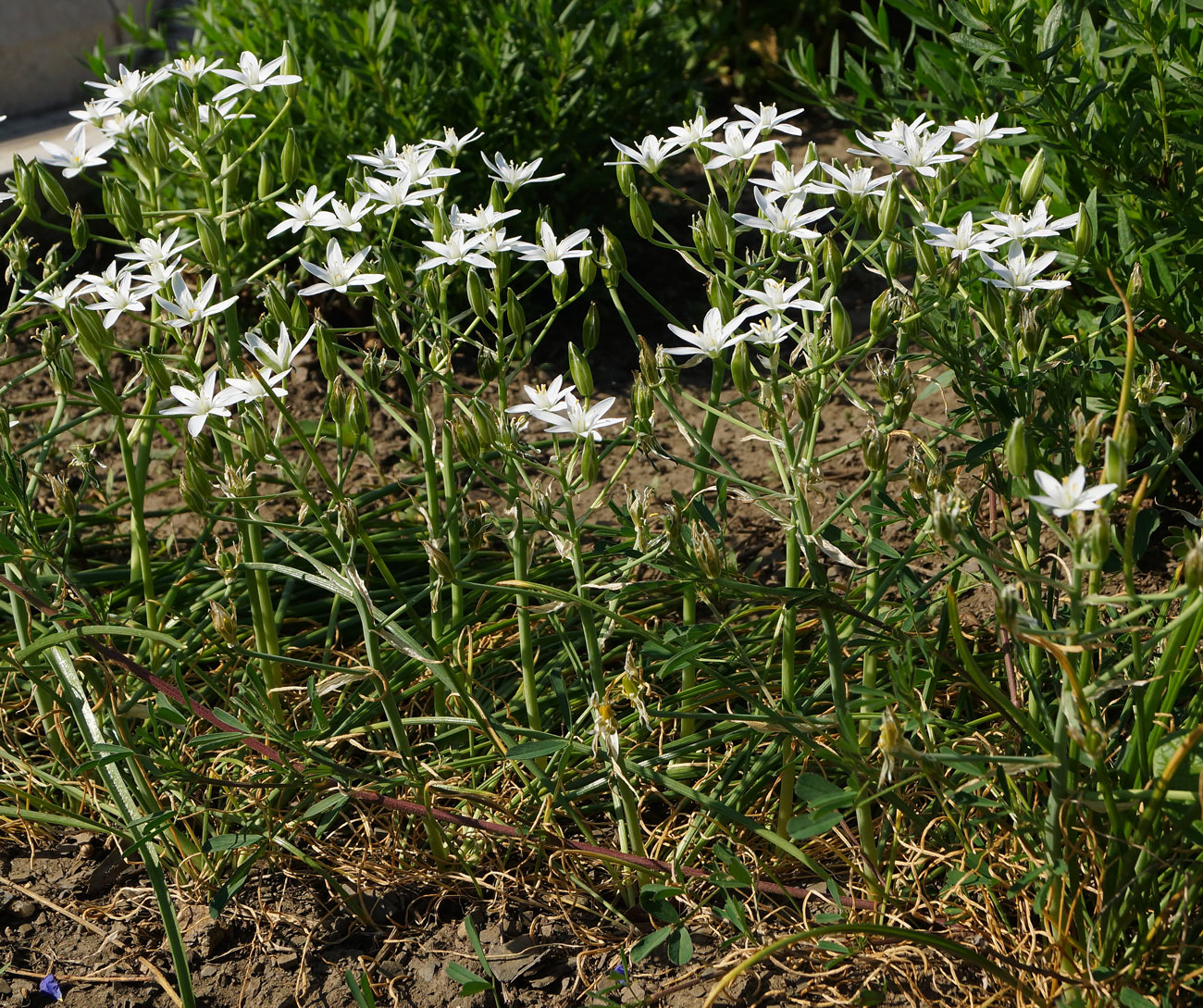 Изображение особи Ornithogalum umbellatum.