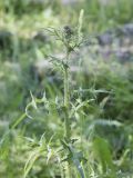 Cirsium vulgare