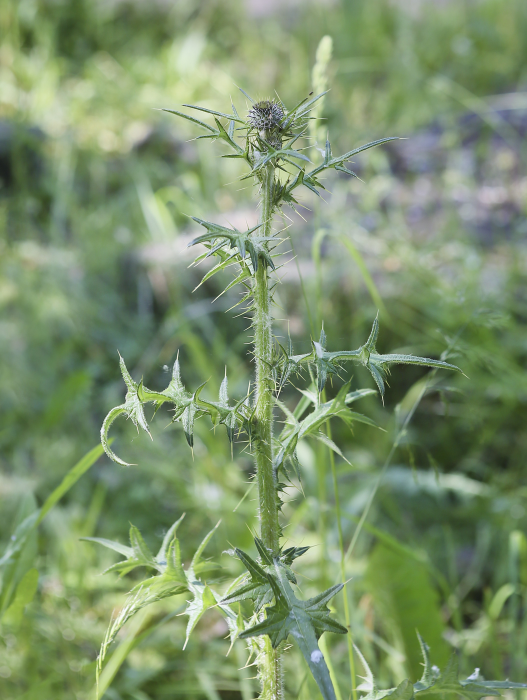 Image of Cirsium vulgare specimen.