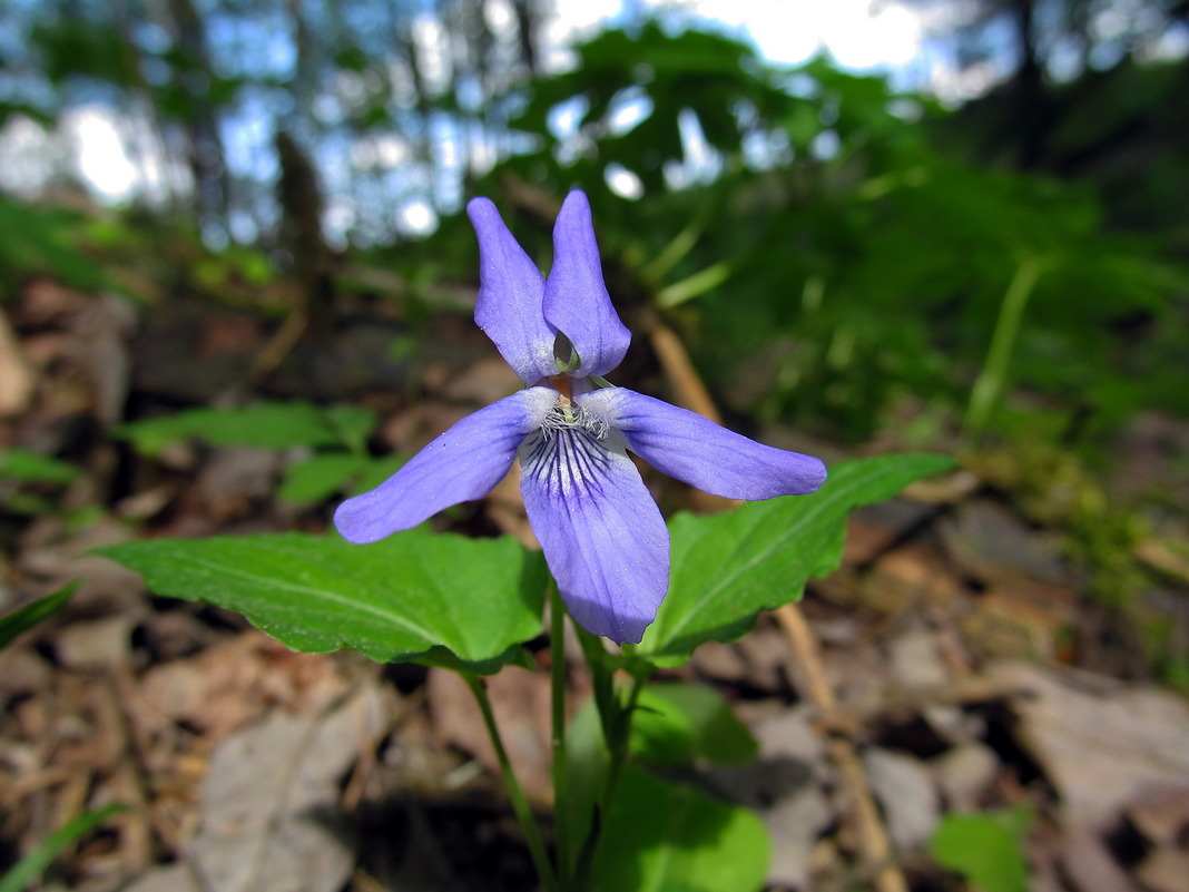 Изображение особи Viola riviniana.