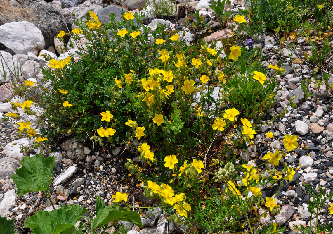 Image of Helianthemum nummularium specimen.