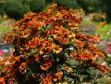 Helenium autumnale