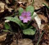 Pulmonaria obscura. Цветущее растение. Крым, Бахчисарайский р-н, окр. с. Счастливое, каньон р. Биюк-Узенбаш, лиственный лес. 18.03.2018.