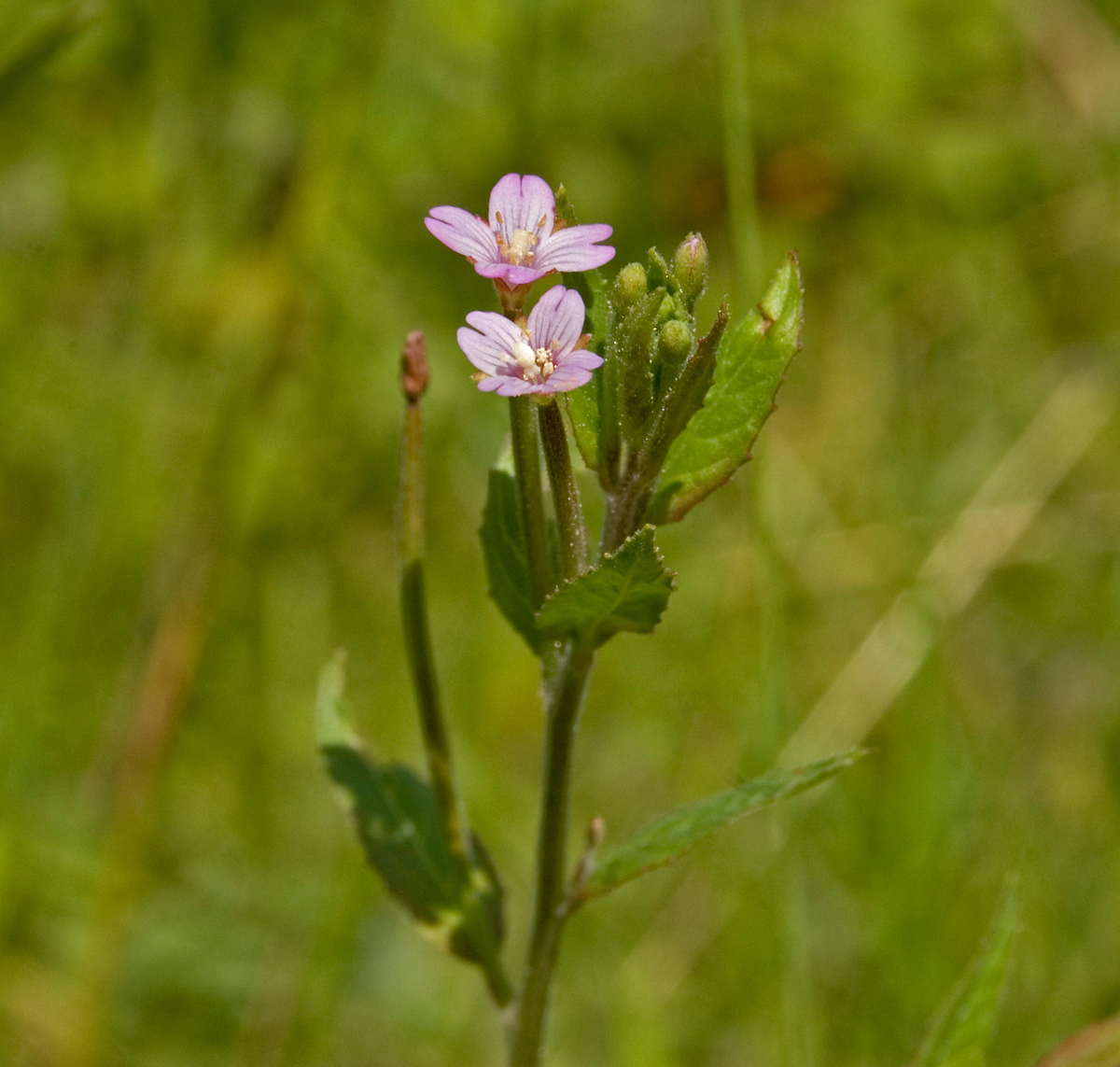 Изображение особи Epilobium adenocaulon.