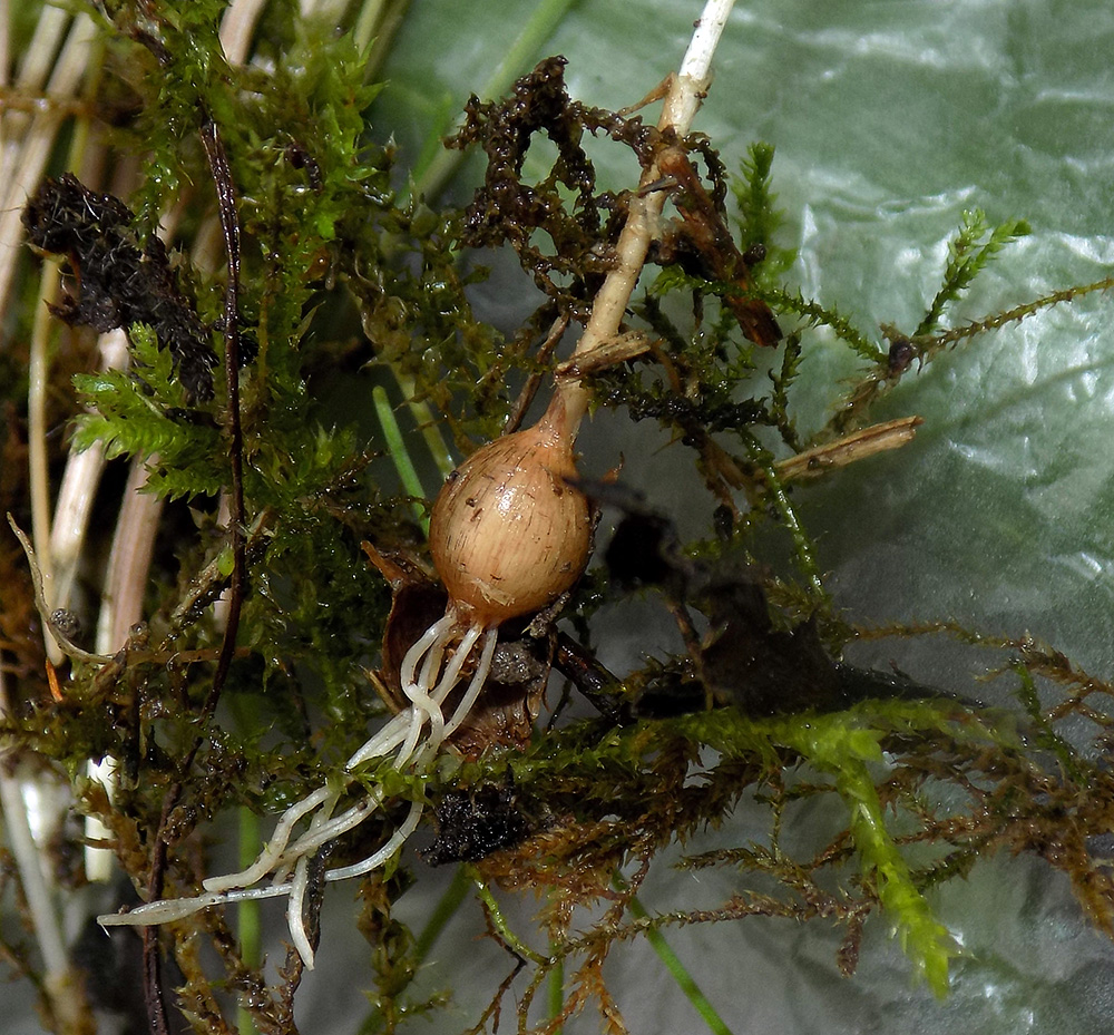 Image of Allium rotundum specimen.