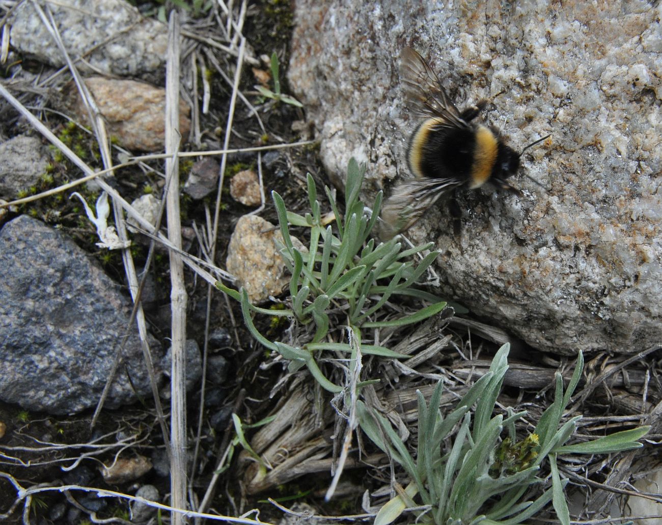 Image of genus Omalotheca specimen.