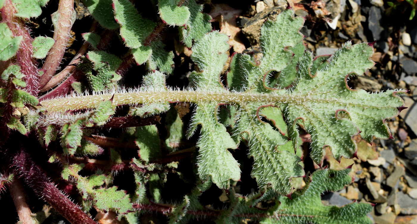 Image of Glaucium elegans specimen.