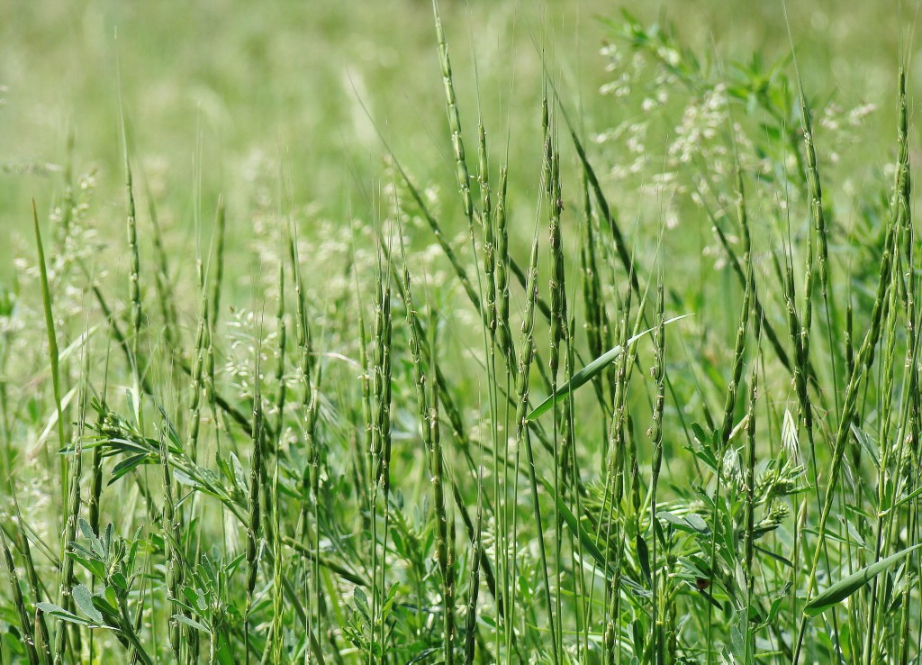 Изображение особи Aegilops cylindrica.