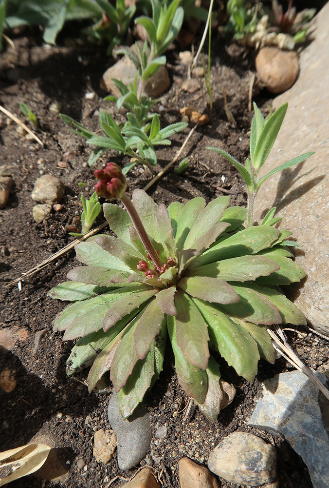 Image of Androsace septentrionalis specimen.