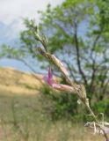 Astragalus barbidens. Соцветие. Дагестан, Кумторкалинский р-н, бархан Сарыкум. 06.05.2018.