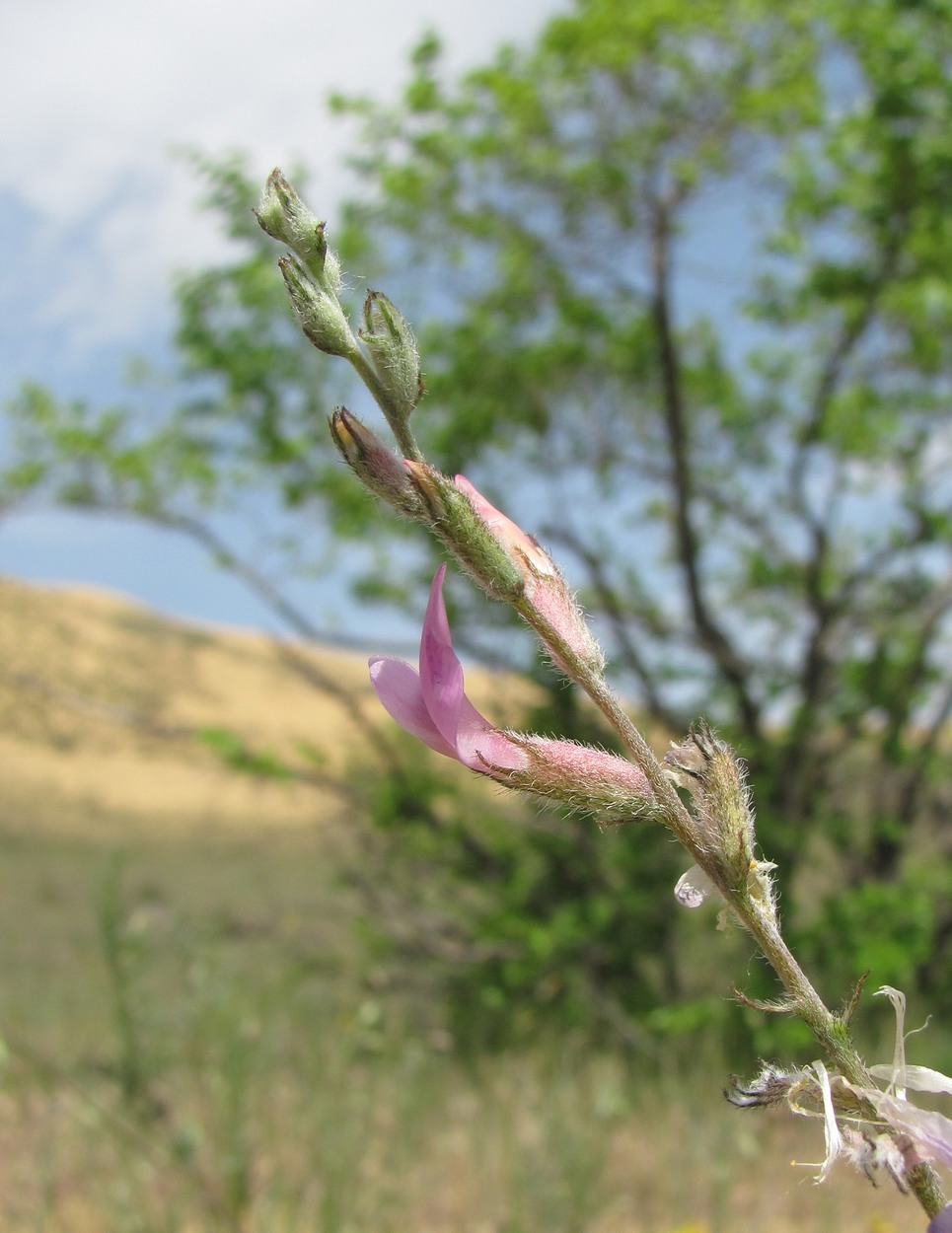 Image of Astragalus barbidens specimen.