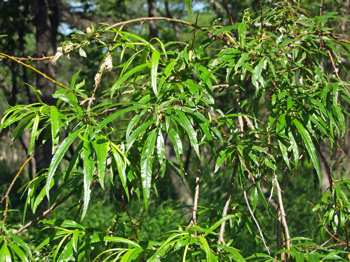 Image of Salix schwerinii specimen.