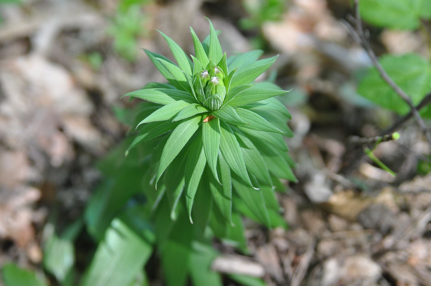 Image of Lilium monadelphum specimen.